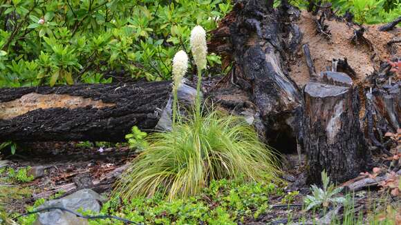 Image of Xerophyllum