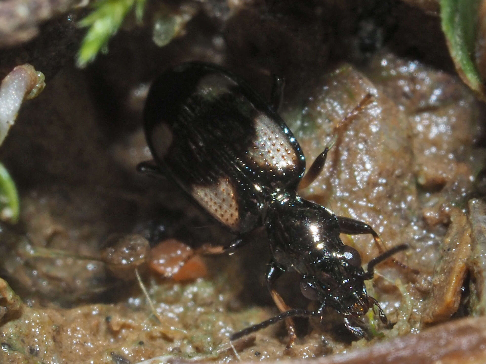 Bembidion (Nepha) genei Küster 1847的圖片