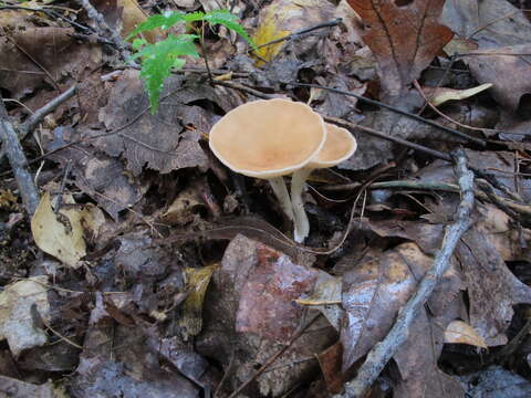 Image of funnel clitocybe