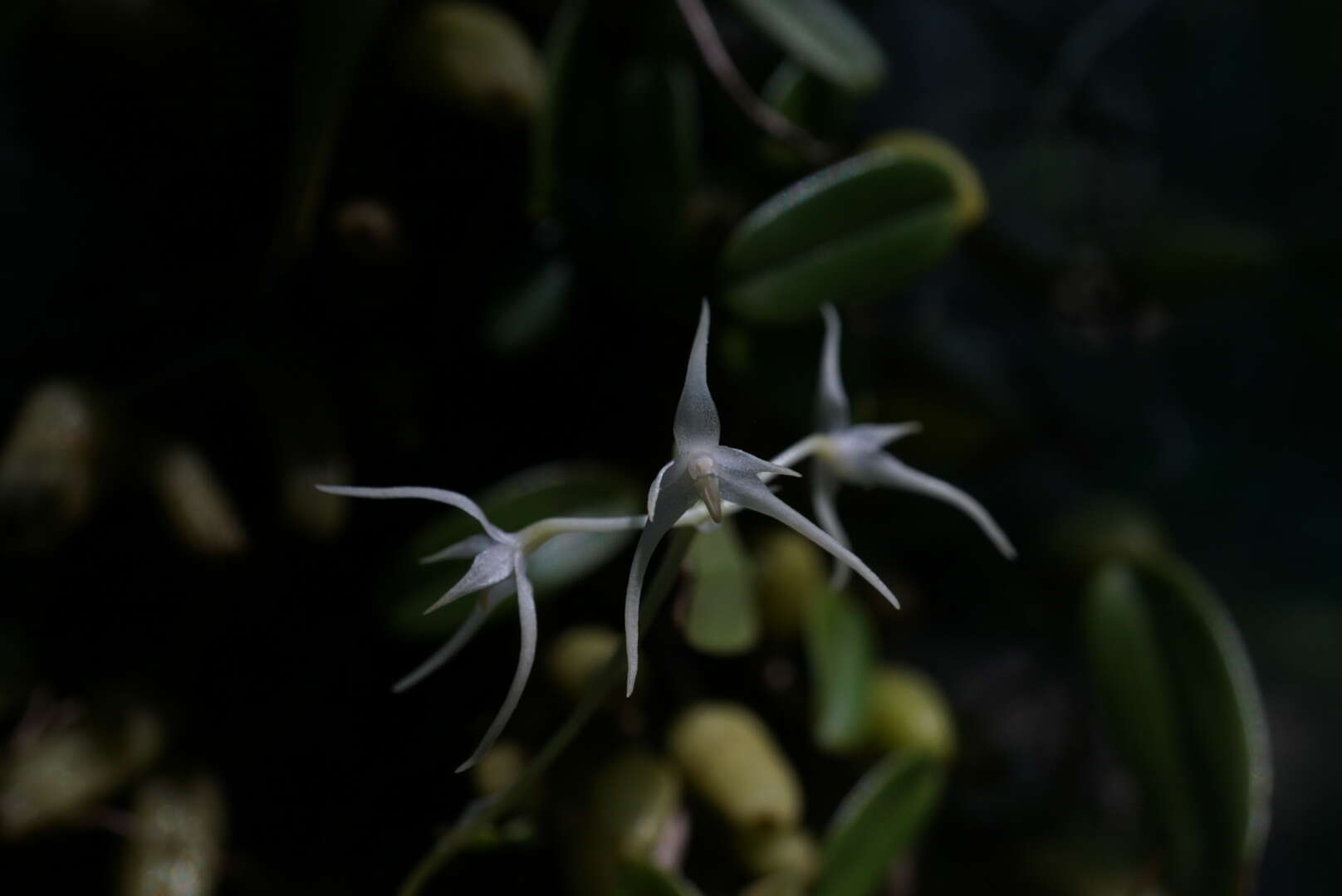 Image of Bulbophyllum kwangtungense Schltr.