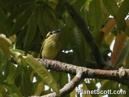 Image of Yellow-browed Tody-Flycatcher