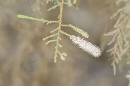 Plancia ëd Tamarix nilotica (Ehrenb.) Bunge