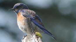 Image of Western Bluebird