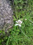 Image of tuber anemone