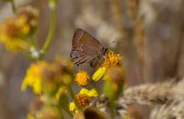 Plancia ëd Callophrys gryneus