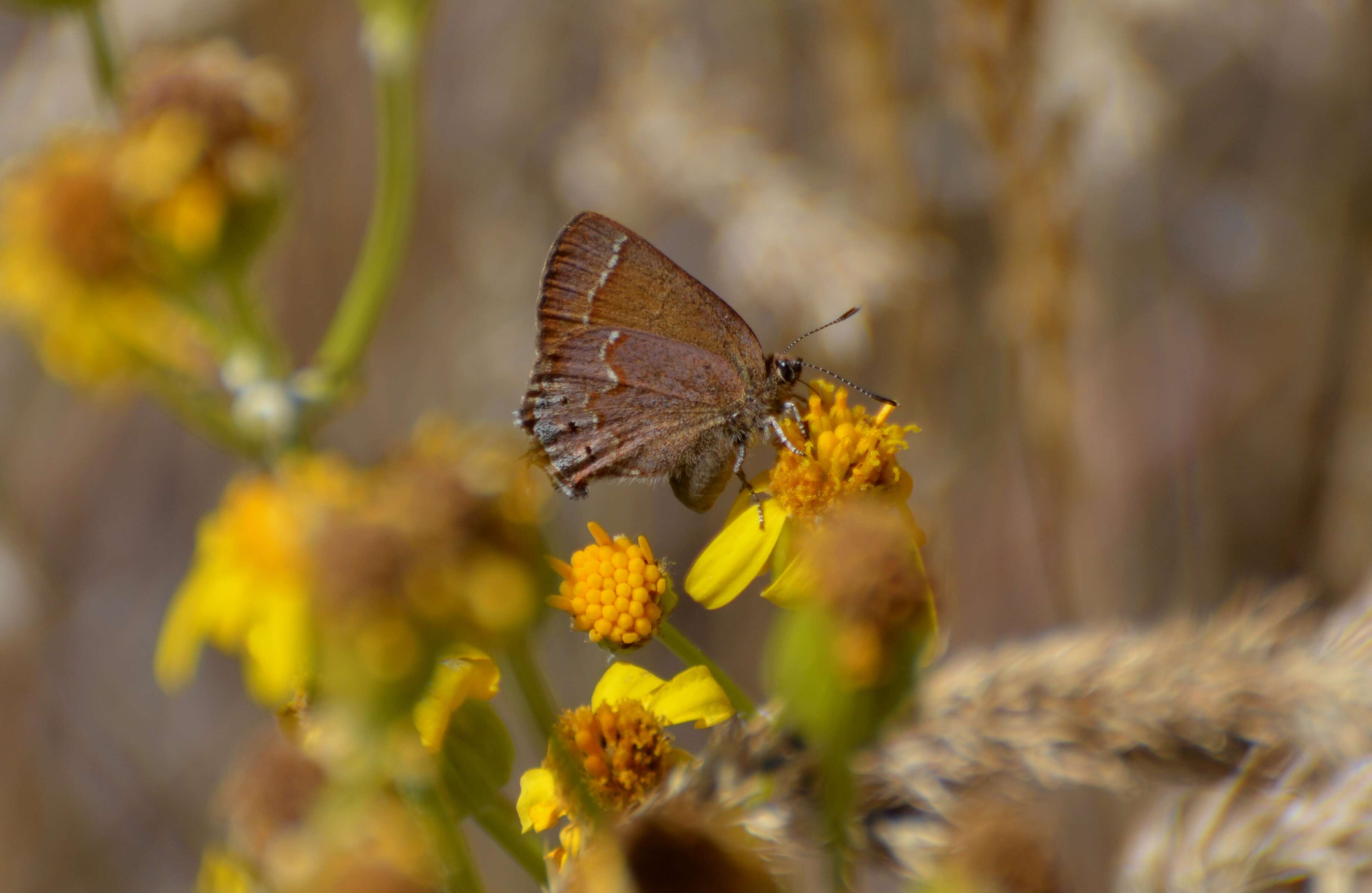 Plancia ëd Callophrys gryneus