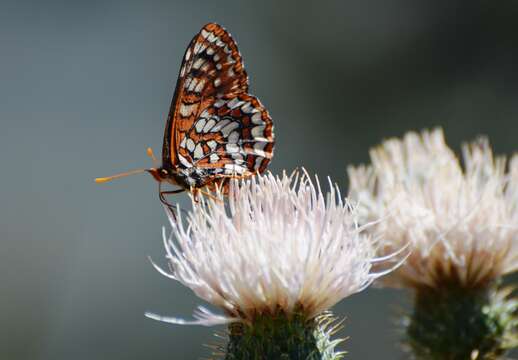 Image of Euphydryas chalcedona