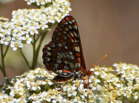 Image of Euphydryas chalcedona