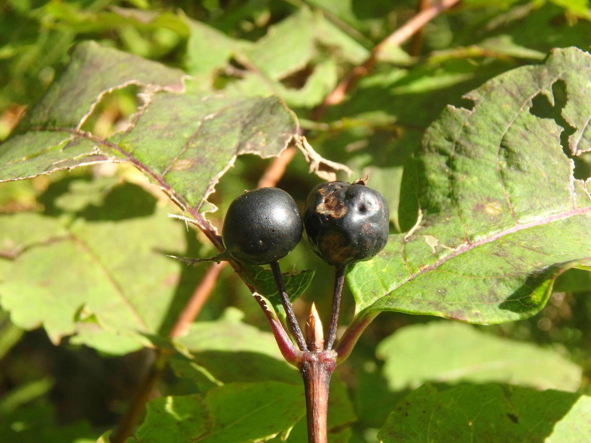 Sivun Lonicera caucasica subsp. orientalis (Lam.) Chamberlain & Long kuva