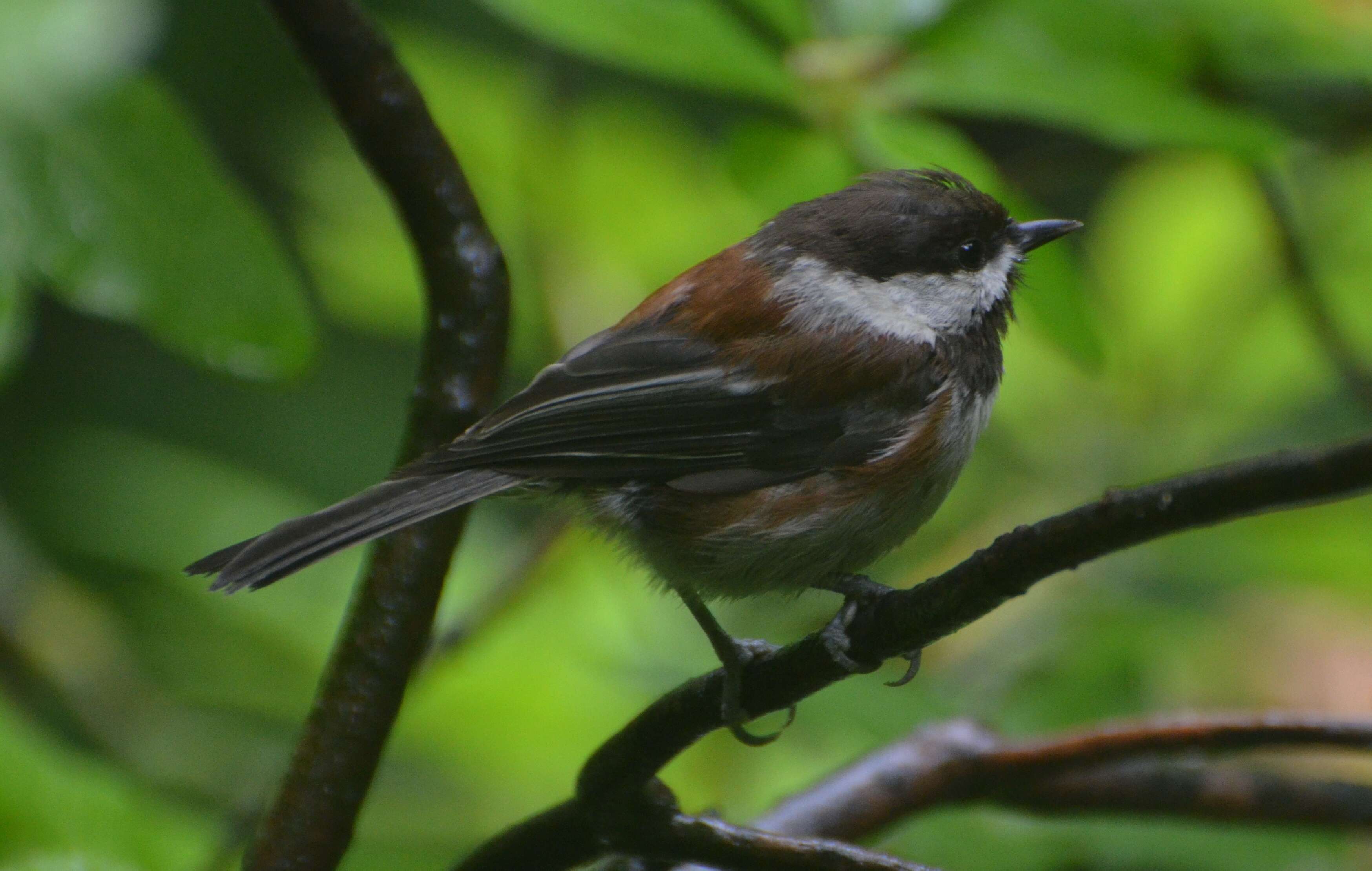 Image of Chestnut-backed Chickadee