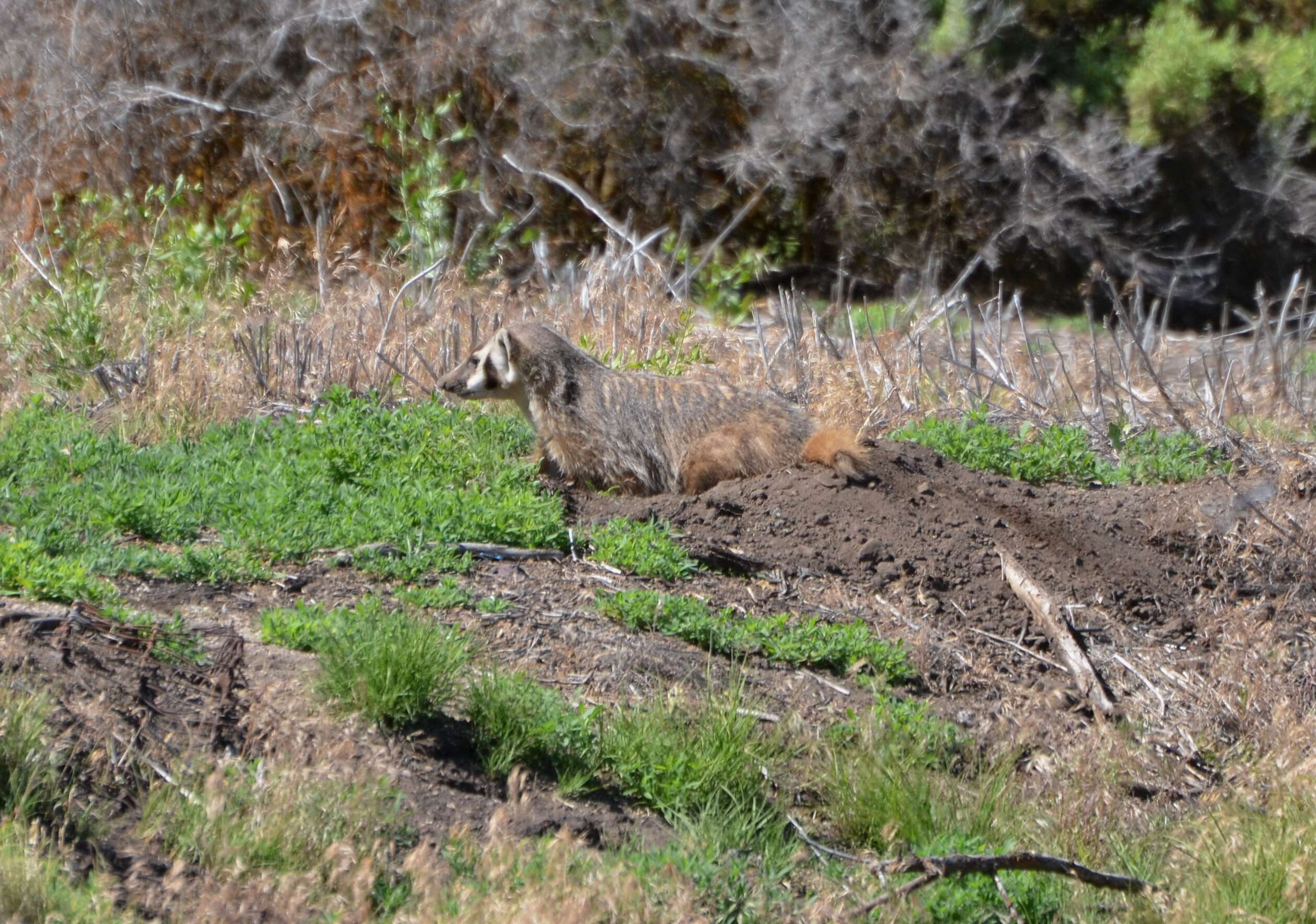 Image of badger