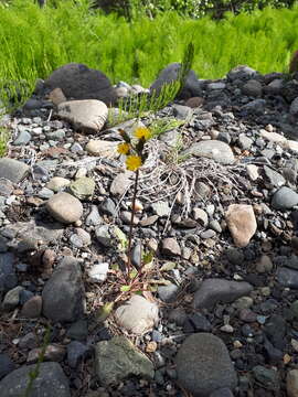 Image of Crepis multicaulis Ledeb.