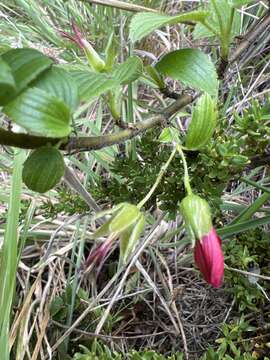 Image of Hawai'i red cranesbill