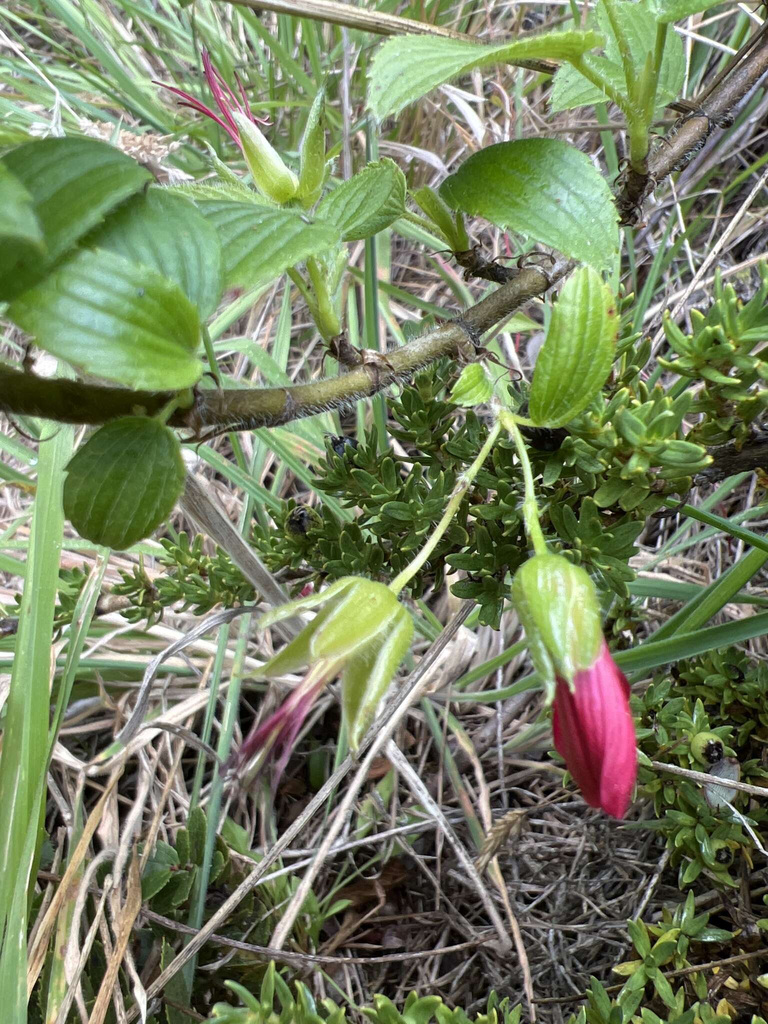 Image of Hawai'i red cranesbill