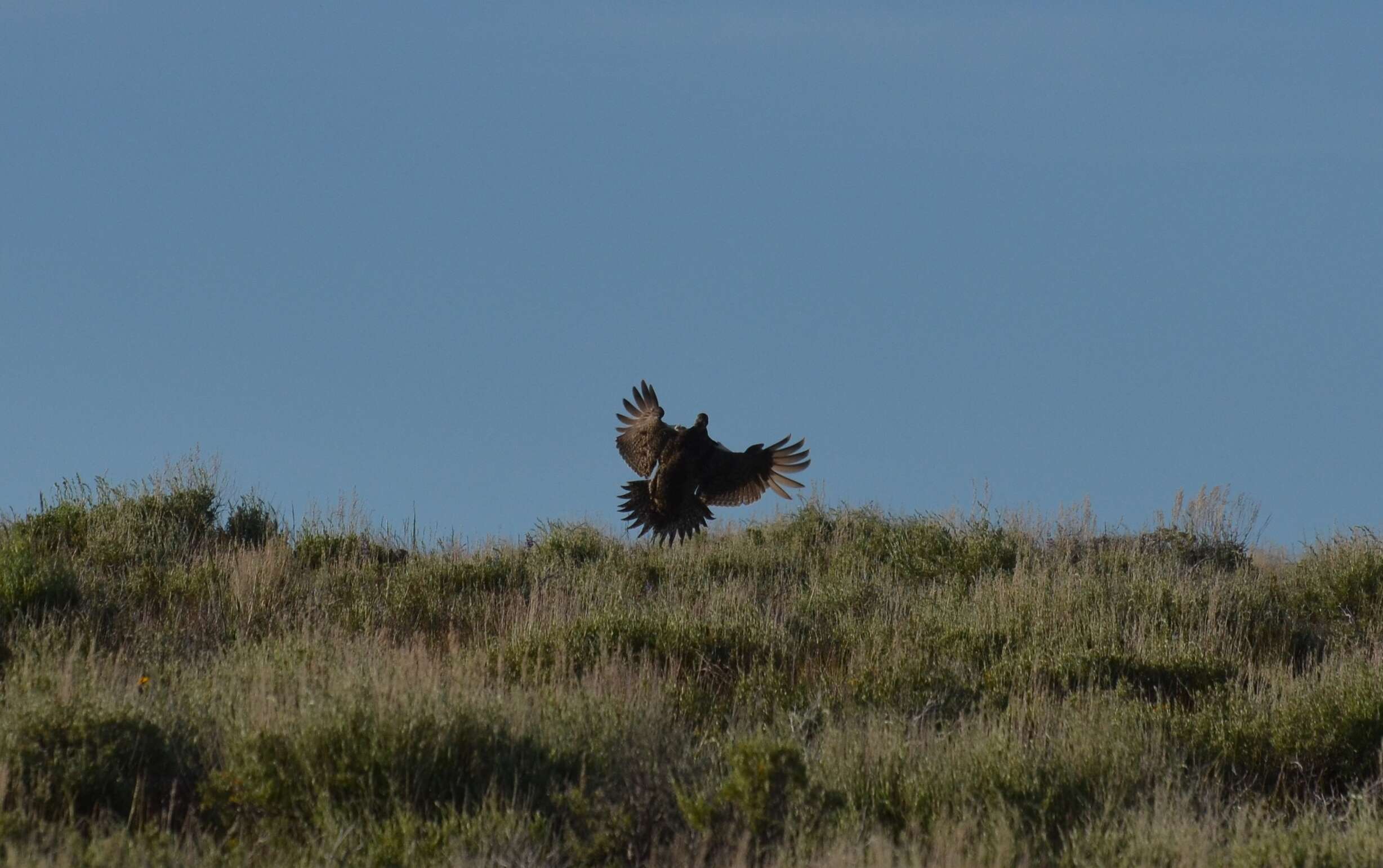 Image of Gunnison sage-grouse; greater sage-grouse