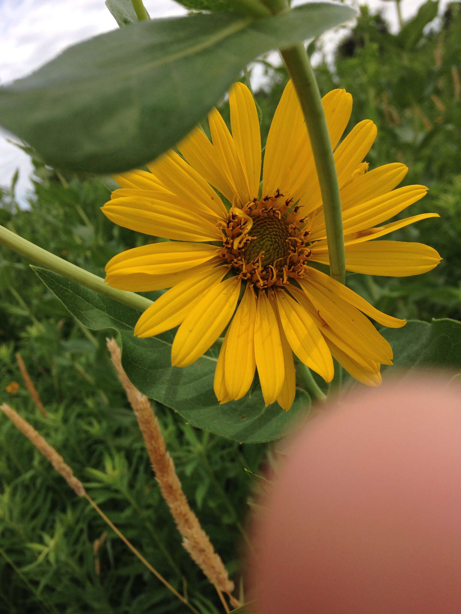 Image of wholeleaf rosinweed