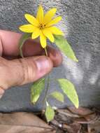 Слика од Helianthus hirsutus Rafin.