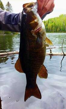 Image of Smallmouth Bass