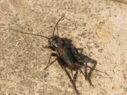 Image of Cricket