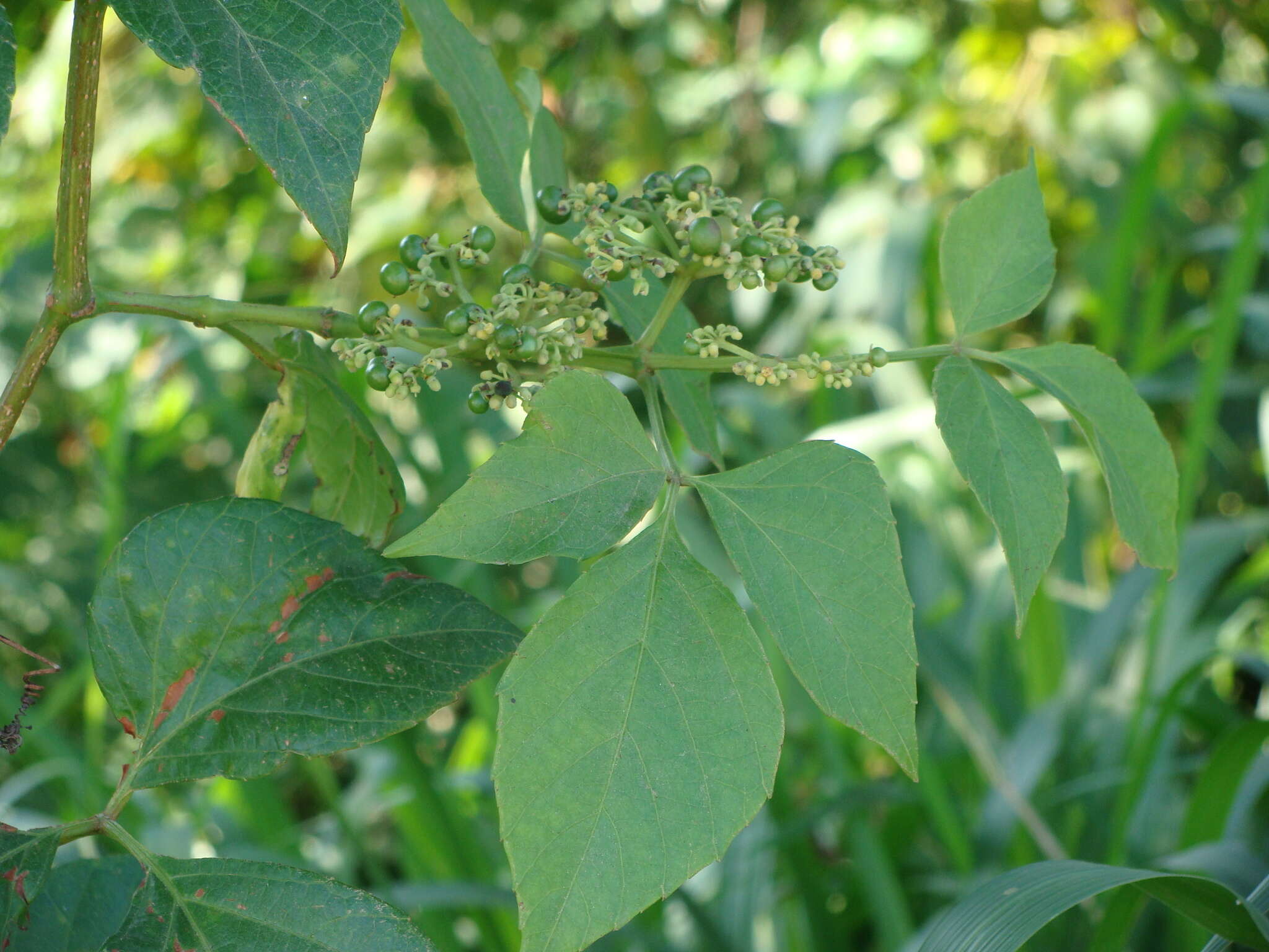 Image of Cissus microcarpa M. Vahl