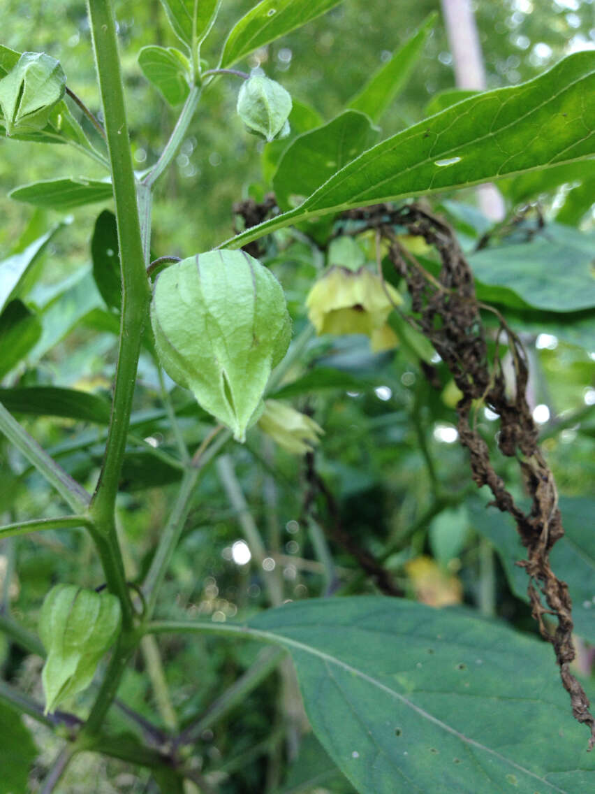 Image de Physalis longifolia var. subglabrata (Mackenzie & Bush) Cronq.