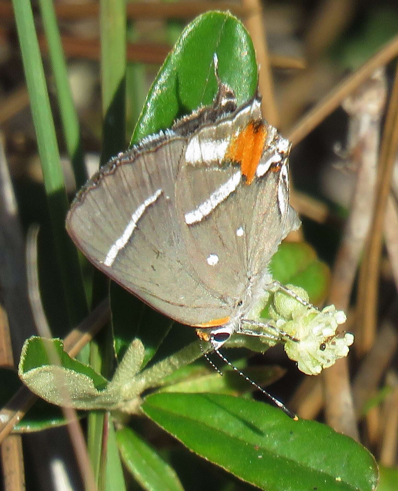 Image of Bartram's hairstreak Butterfly