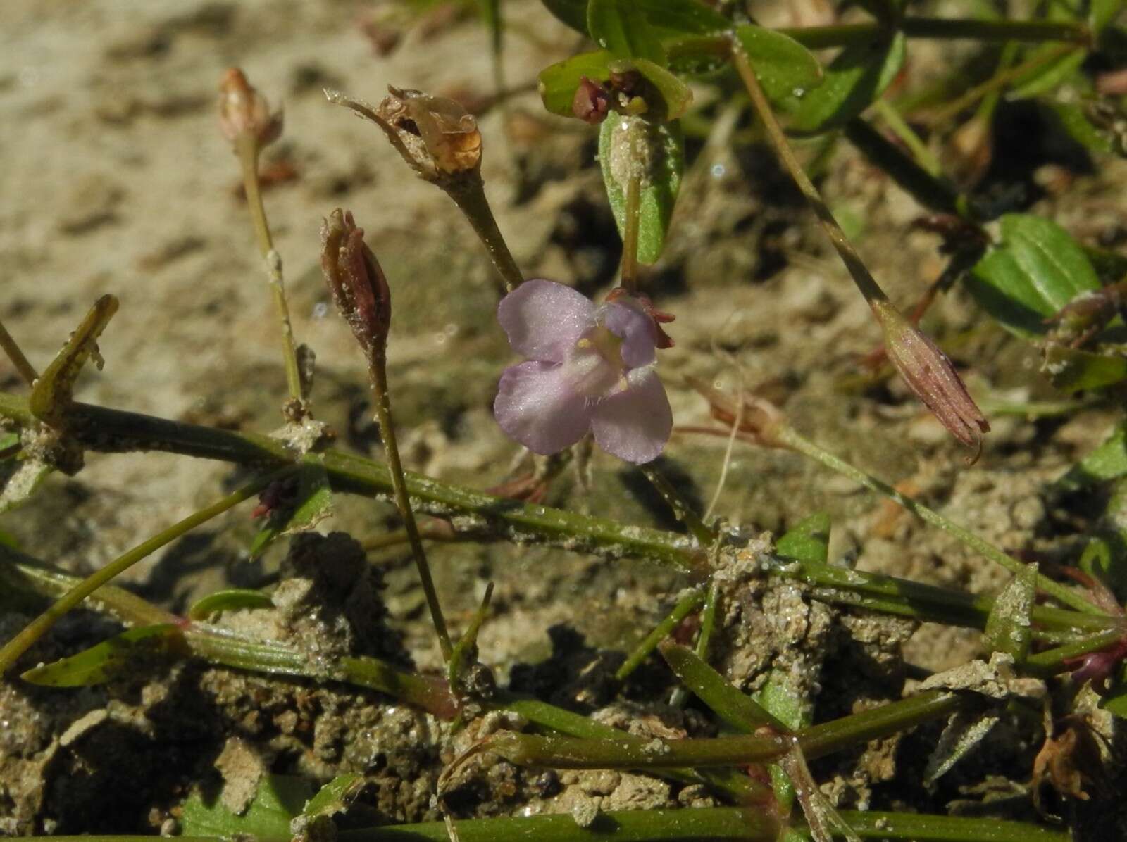 Image of Prostrate False Pimpernel