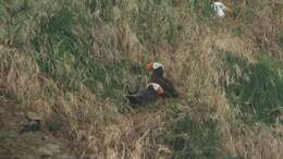 Image of Tufted Puffin