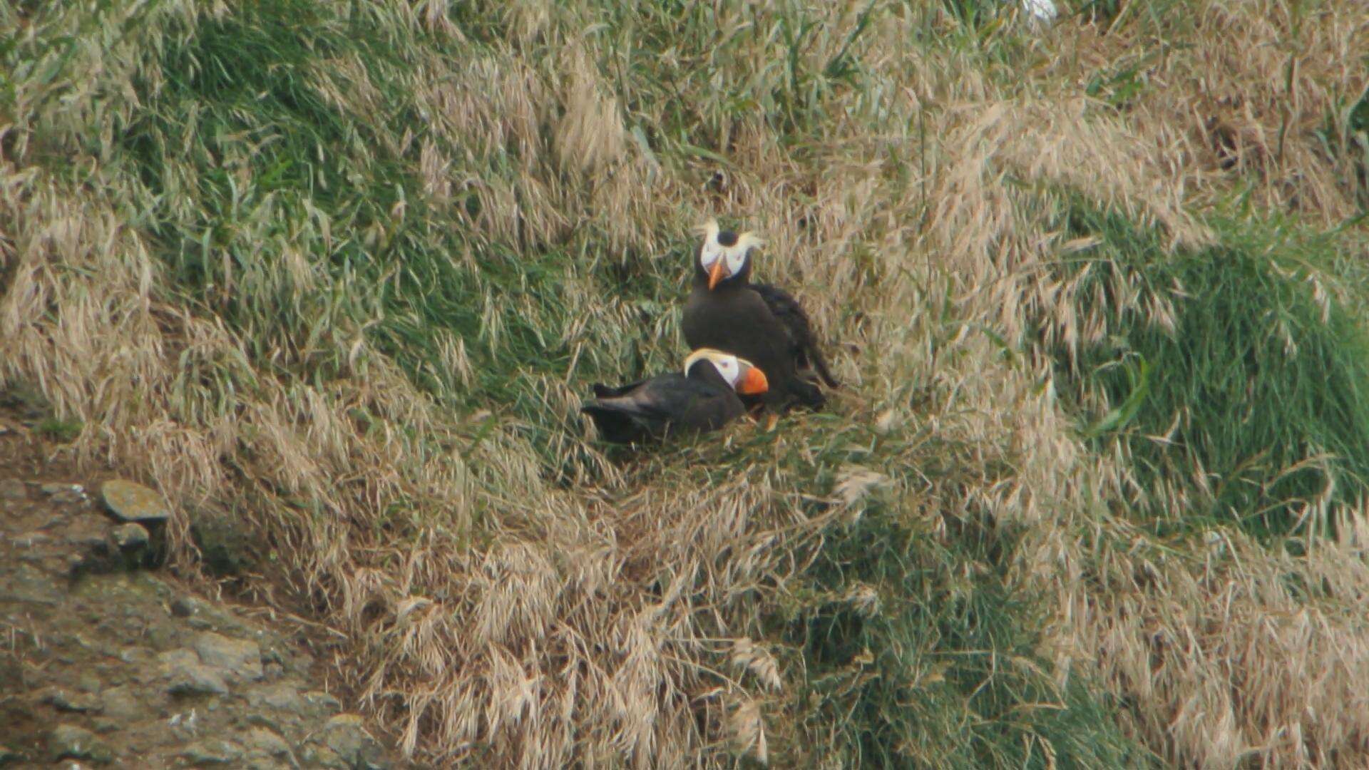 Image of Tufted Puffin