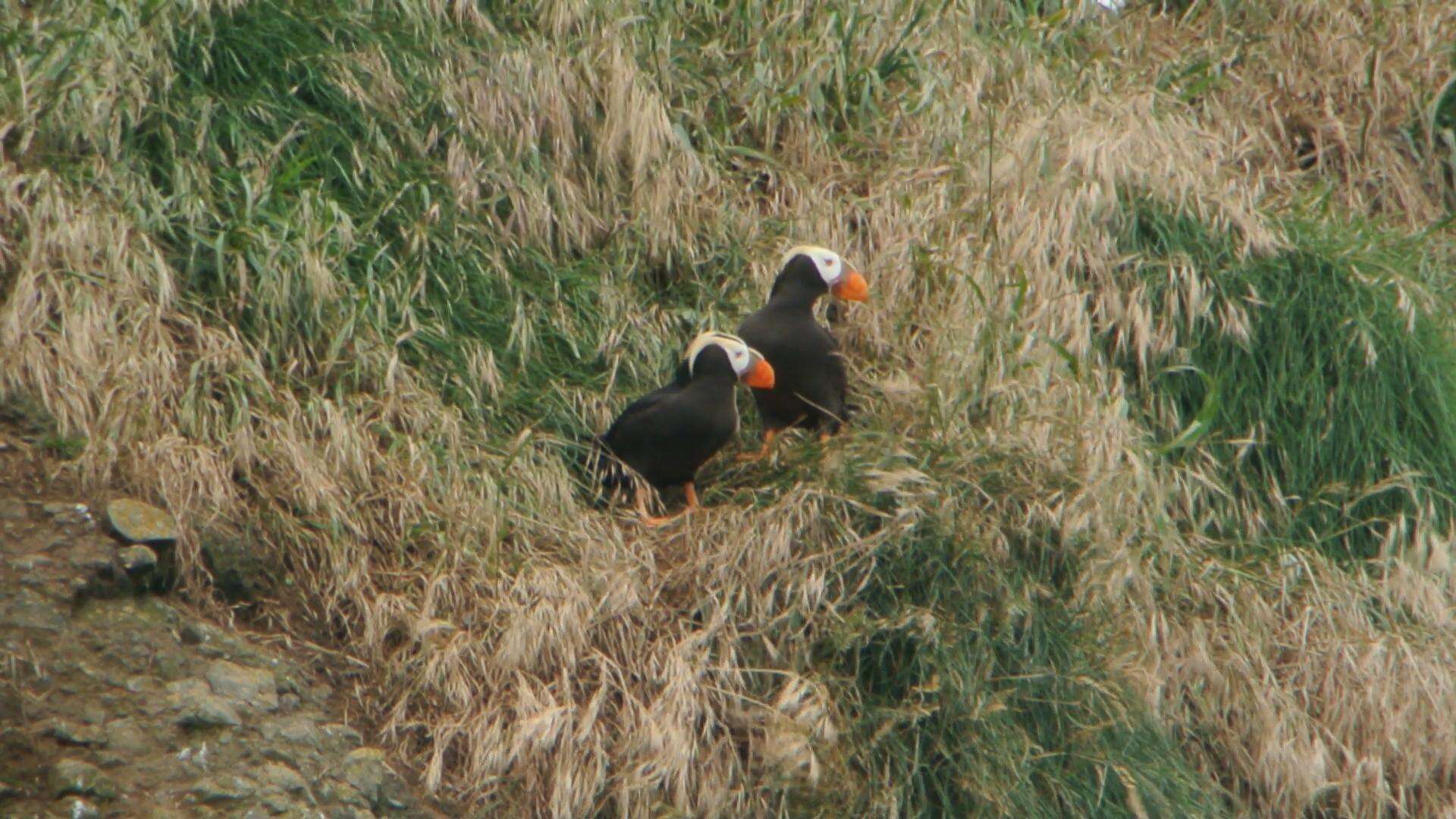 Image of Tufted Puffin