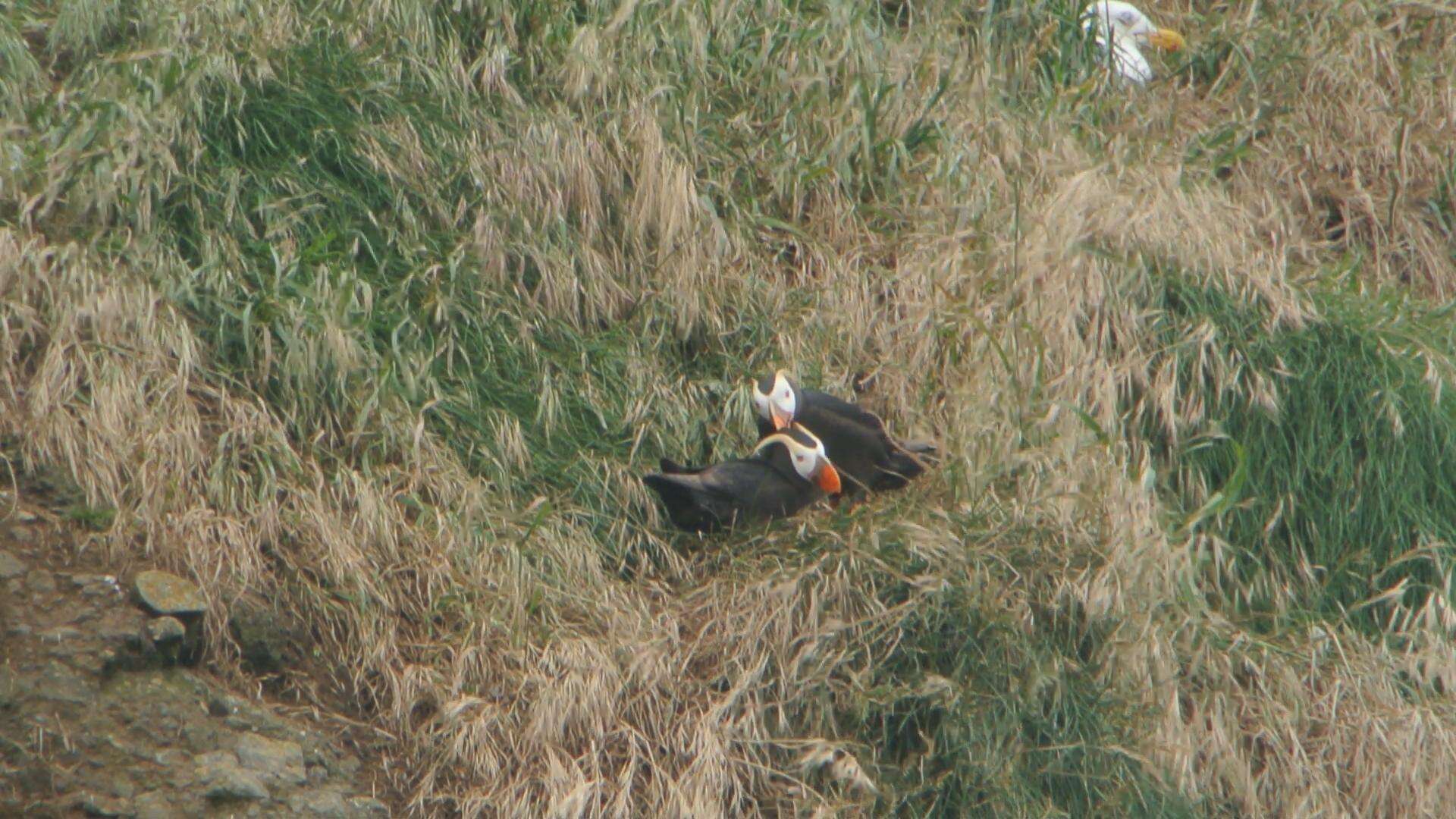 Image of Tufted Puffin