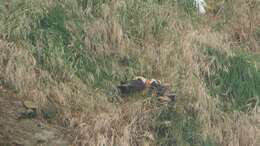 Image of Tufted Puffin