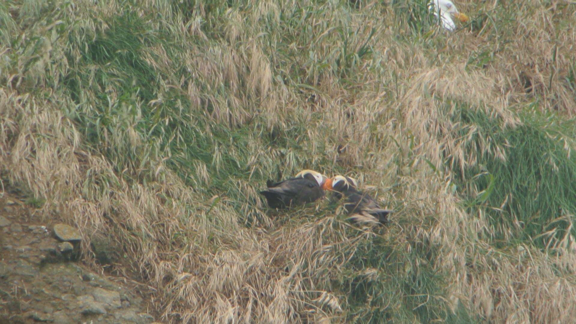 Image of Tufted Puffin