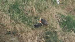 Image of Tufted Puffin