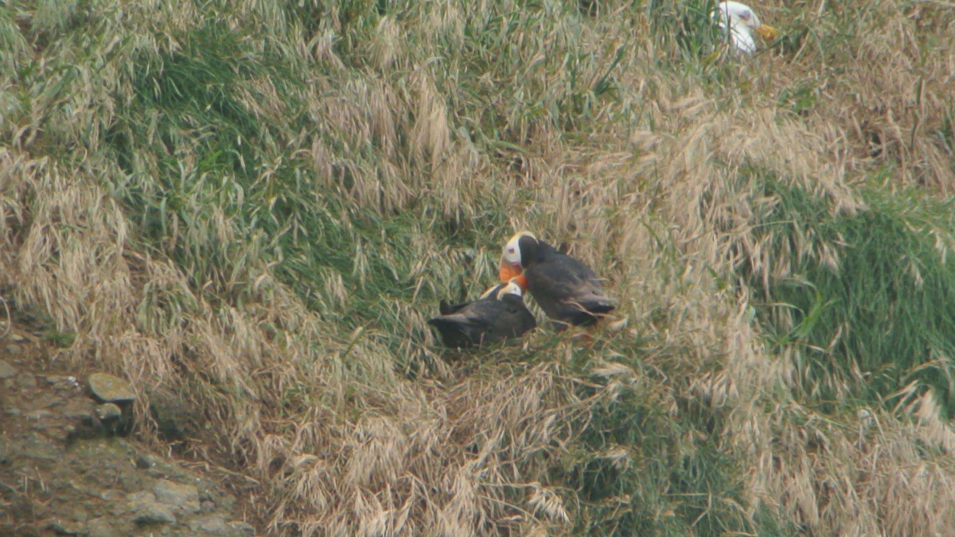 Image of Tufted Puffin