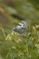 صورة Pontia occidentalis (Reakirt 1866)