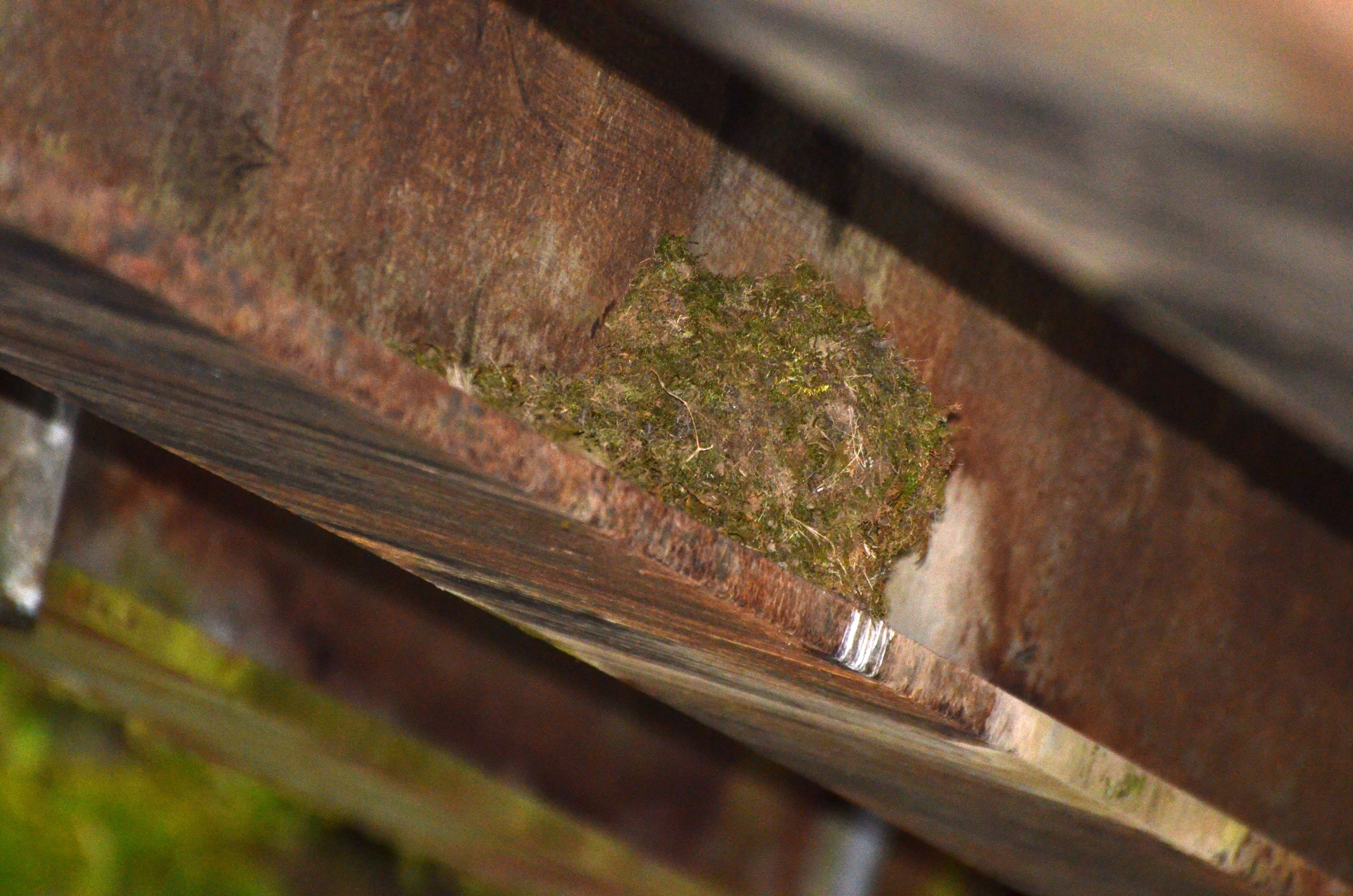 Image of American Dipper