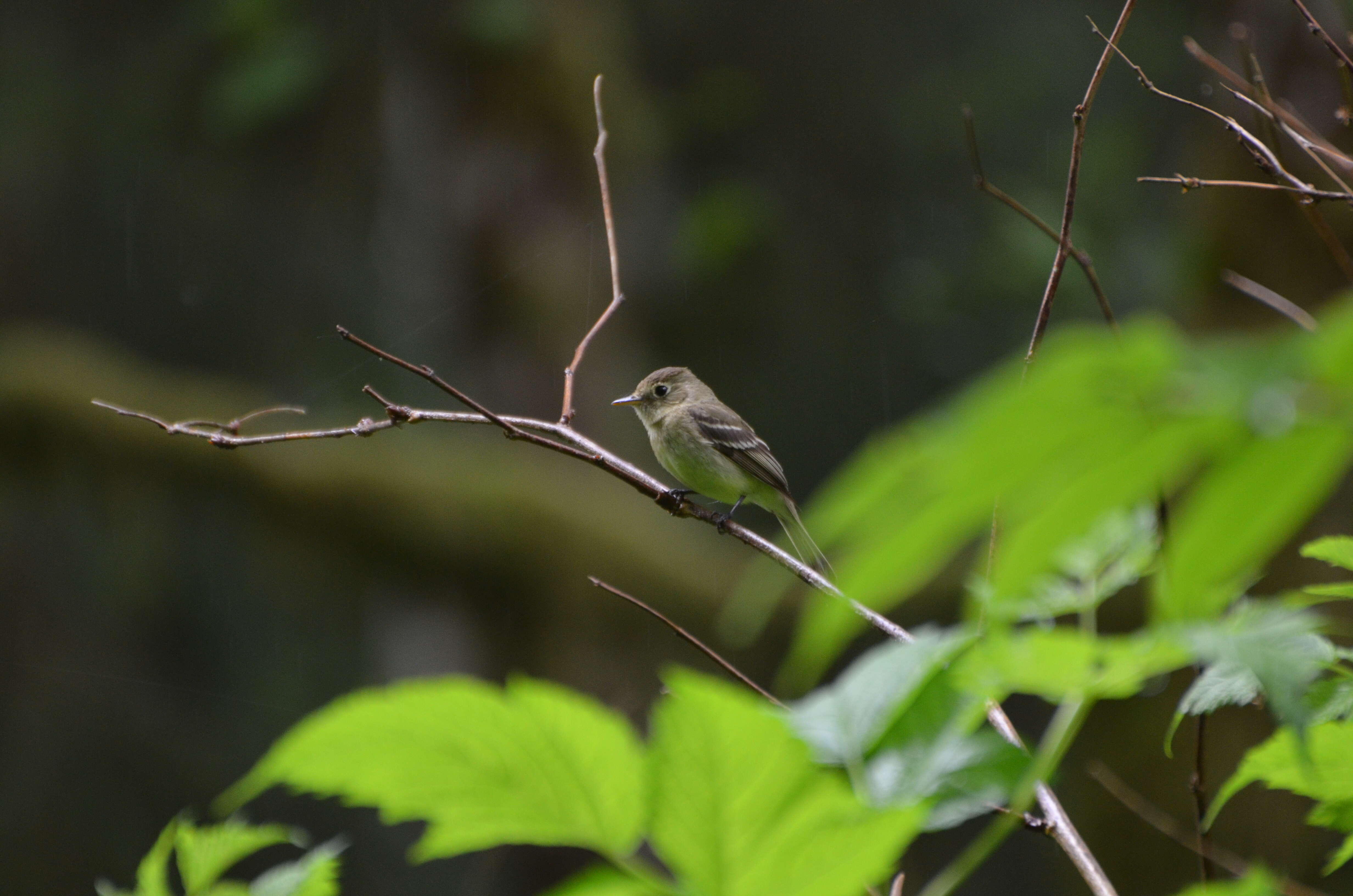 Image of Pacific-slope Flycatcher