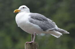 Image of Glaucous-winged Gull