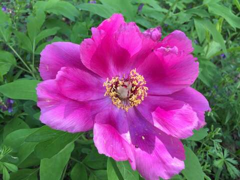 Image of peony