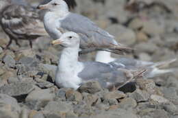 Image of Glaucous-winged Gull