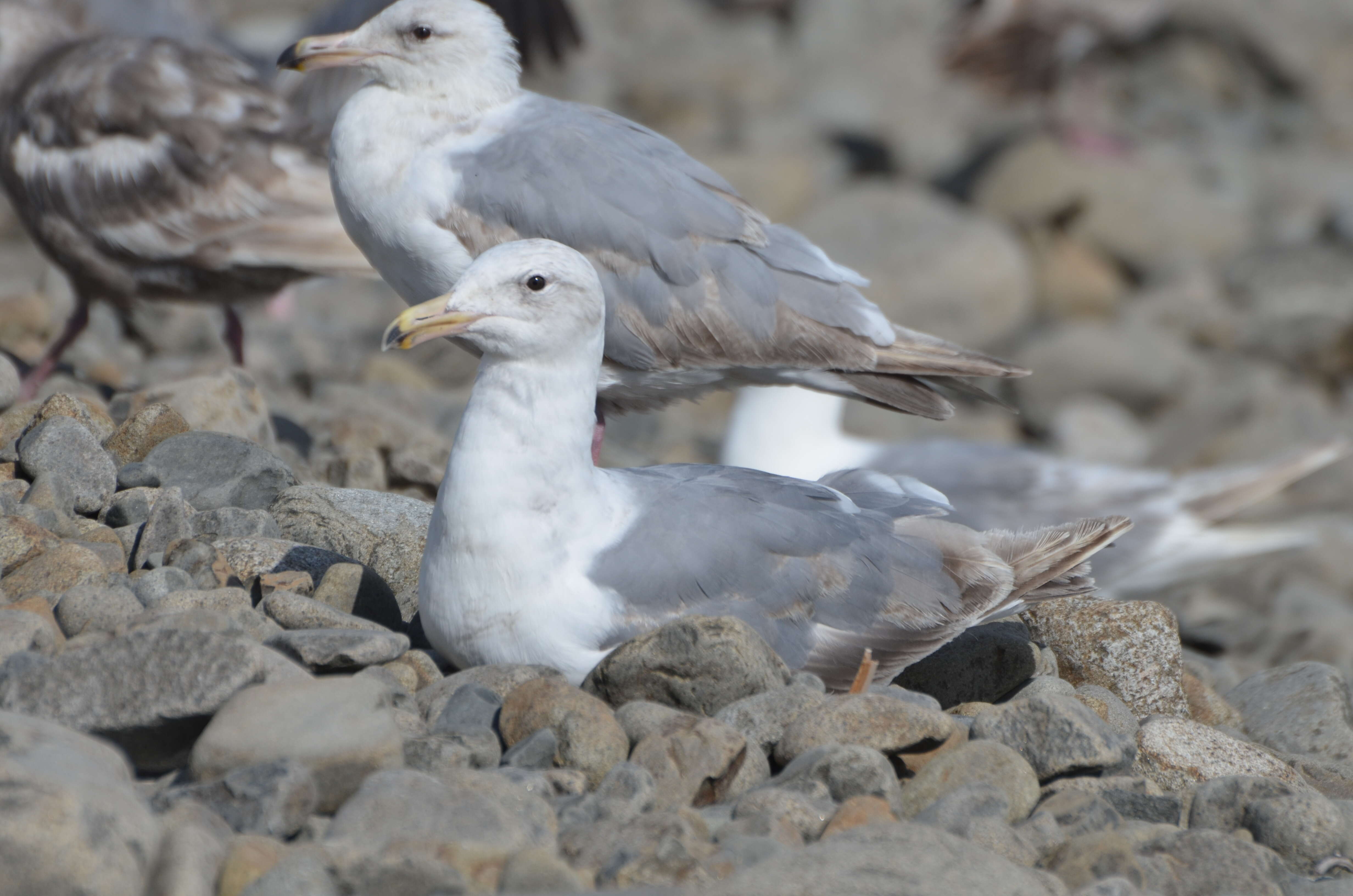 Image of Glaucous-winged Gull