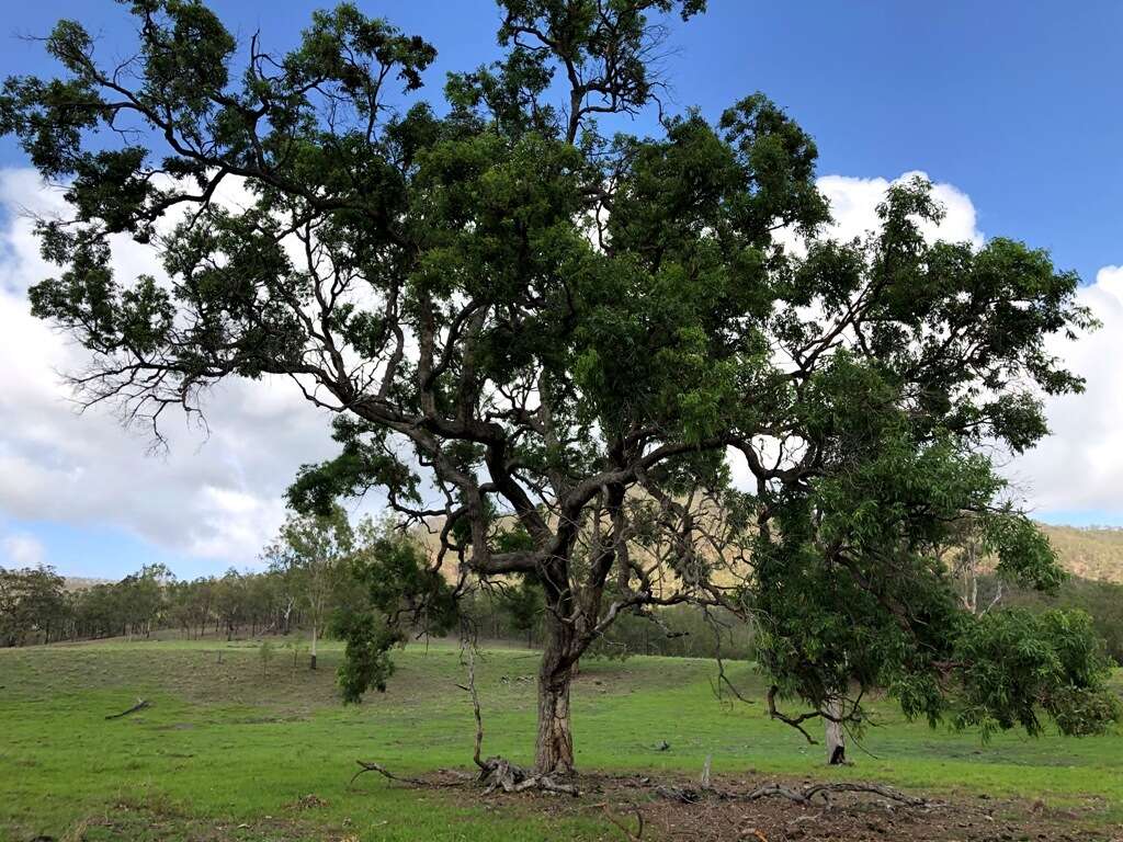 Image de Angophora subvelutina F. Müll.