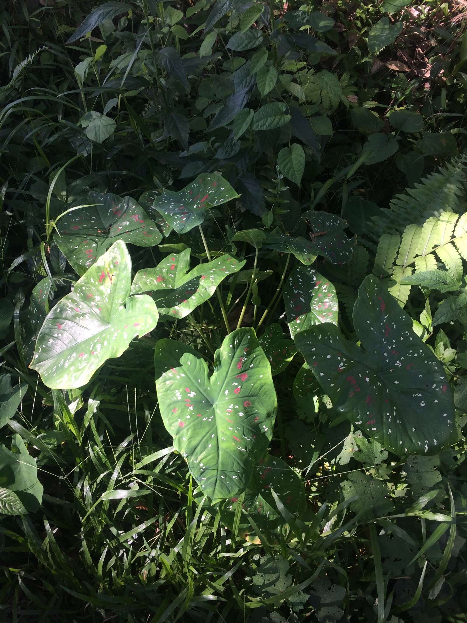 Image of Caladium bicolor (Aiton) Vent.