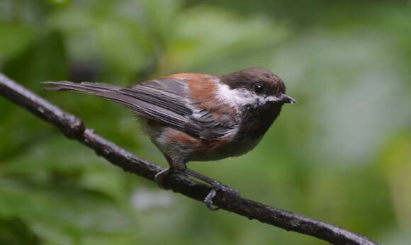 Image of Chestnut-backed Chickadee