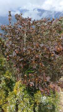 Imagem de Rhododendron rubropilosum Hayata