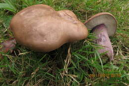 Image of Tylopilus plumbeoviolaceus (Snell & E. A. Dick) Snell & E. A. Dick 1941