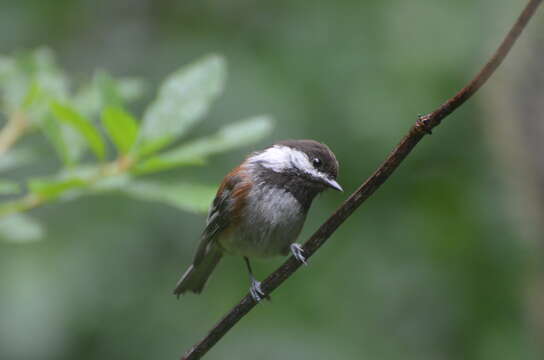 Image of Chestnut-backed Chickadee