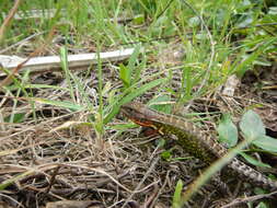 Image of Duméril's Whorltail Iguana