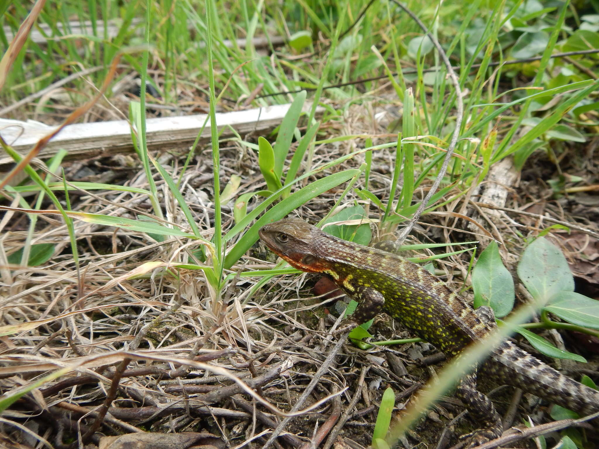 Слика од Stenocercus trachycephalus (Duméril 1851)